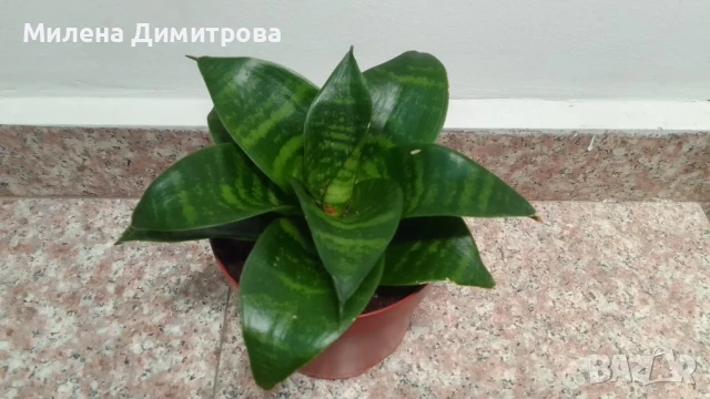 Сансевиера 2 вида / Sansevieria Hahnii/Sansevieria trifasciata  , снимка 2 - Стайни растения - 50819879