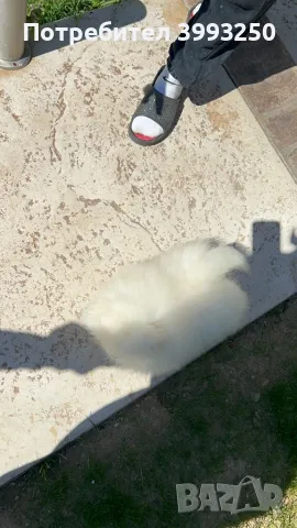 Мини померан момче, снимка 3 - Померан - 46608785