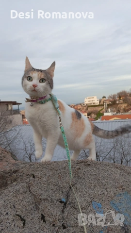 Домашна женска котка търси котарак – Пловдив, снимка 2 - Търси партньор - 53586426