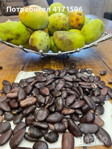 Asimina triloba, American papaw,Индиански банан, снимка 5 - Сортови семена и луковици - 51840478