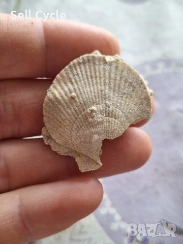 ✅ФОСИЛ НА МИДА ❗