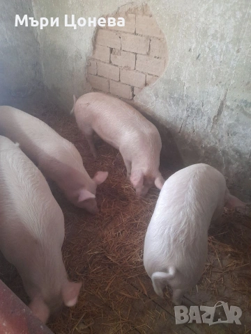 малки прасенца , снимка 2 - Прасета - 52981445