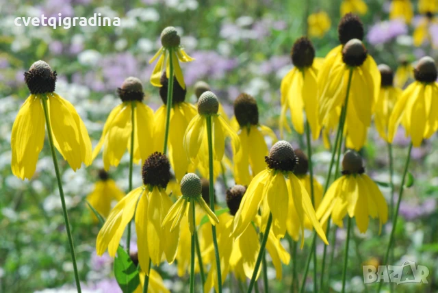  Ratibida ‘Pinata Yellow’! 2 броя и вземете 3, снимка 2 - Градински цветя и растения - 51048726