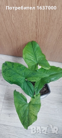 Сингониум Мохито 