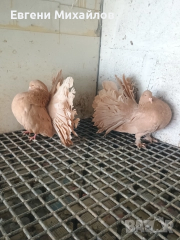 Фенерлии , снимка 2 - Гълъби - 52901934
