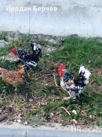 Японски петлета, снимка 3 - други­ - 48949968