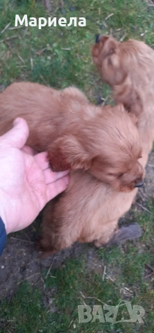 кокери , снимка 4 - Кокер шпаньол - 53399551