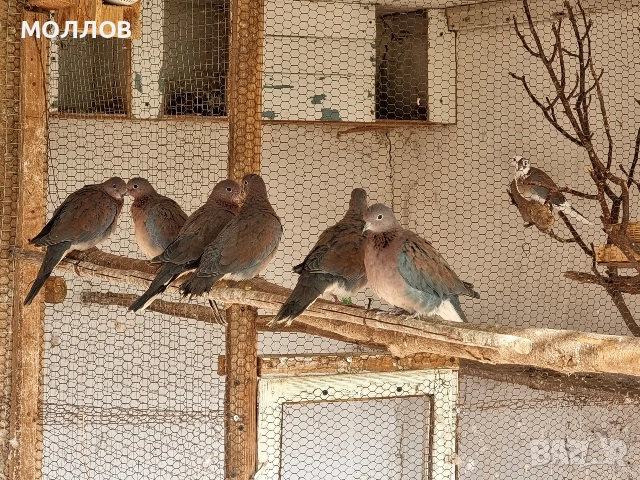 Сенегалски гургулици , снимка 2 - Гълъби - 52903016