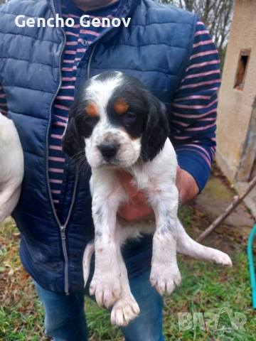  Английски Сетъри, снимка 4 - Английски сетери - 52942067