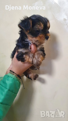  мини йоркширски териер, снимка 8 - Йоркширски териер - 52957300