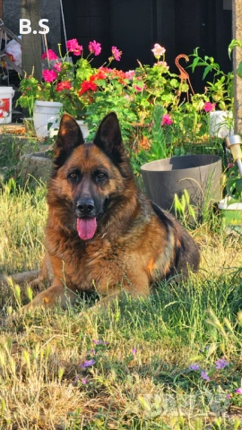 Чистокръвна немска овчарка , снимка 5 - Немска овчарка - 53453416