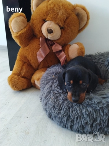 Мъжко Дакелче, снимка 2 - Дакели - 52938767