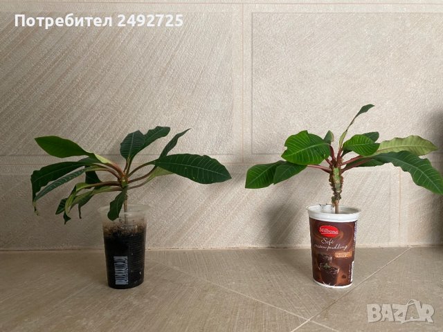 ✅Цветя -Еуфорбия, сукулент, снимка 3 - Стайни растения - 30350482