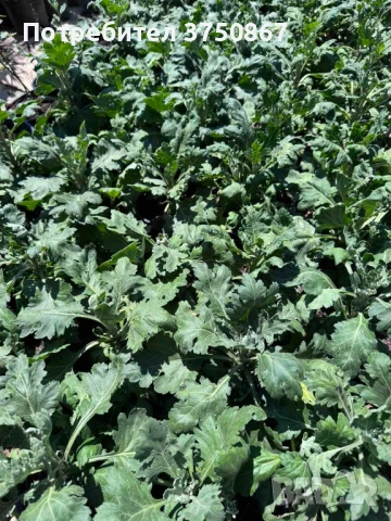 💞😍♥️ Уникални български хризантеми – селекция, създадена с грижа! 💞♥️💞, снимка 4 - Градински цветя и растения - 50782033