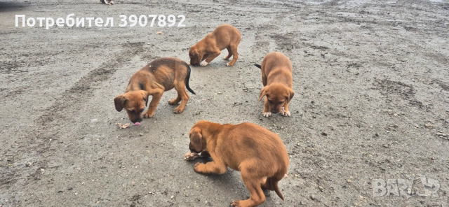 Трицветни гончета, снимка 2 - Гонче - 52921636