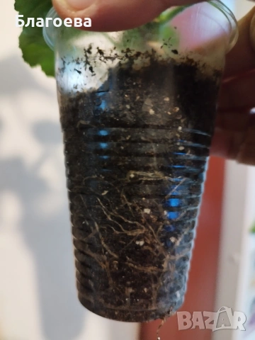 Мушкато розово-бяло , снимка 3 - Стайни растения - 53249148