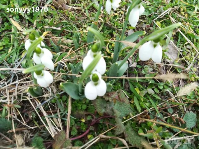 КОКИЧЕНЦА ЗА МОМИЧЕНЦА-СВЕЖА РЕКОЛТА 20025Г 0102251725, снимка 7 - Градински цветя и растения - 48920514