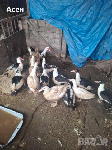 Неми патици-юрдечки