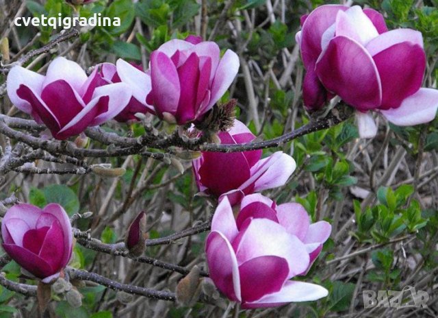 Magnolia Cameo(Магнолоя Камео), снимка 1 - Градински цветя и растения - 43395840