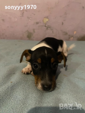 ДЖАК РЪСЕЛ БЕБЕТА 1210251006, снимка 15 - Джак ръсел териер - 52024674