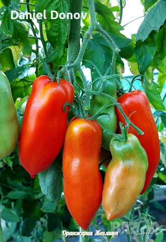 КАТАЛОГ РАЗСАДИ ПРОЛЕТ-ЛЯТО 2026, снимка 4 - Разсади - 52473586