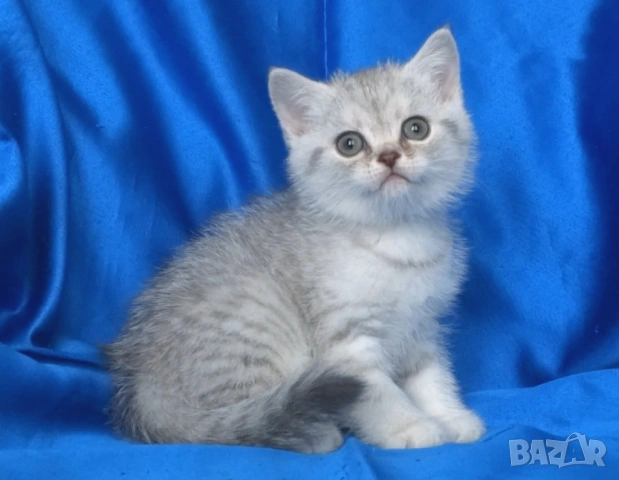 Британски късокосмести котата, снимка 9 - Британска късокосместа - 52373949