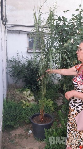 Финикови палми, снимка 1