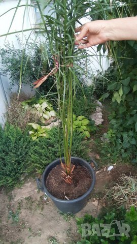 Финикови палми, снимка 3 - Градински цветя и растения - 37646187