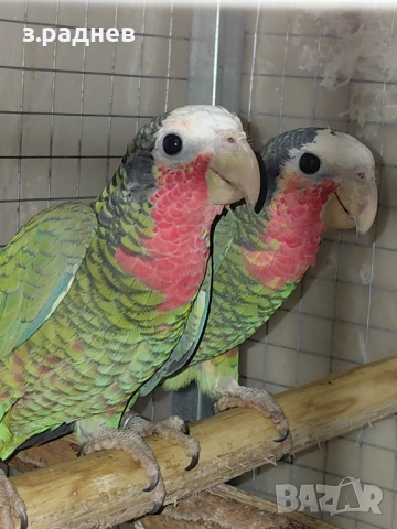 Кубинска амазана двойка, снимка 5 - Папагали - 52127757
