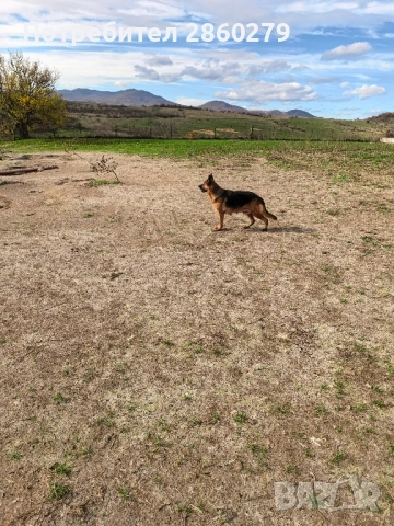 Елитни кучета от елитни родители , снимка 9 - Немска овчарка - 52580499