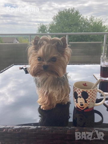 Мини йоркширски териер, снимка 10 - Йоркширски териер - 52559740