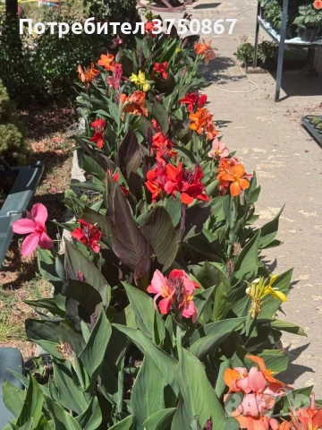 💞🌺💞 Canna CANNOVA / Кана 💞🌺💞, снимка 9 - Градински цветя и растения - 51003774
