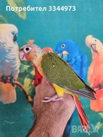 пирура , снимка 4 - Папагали - 53581977