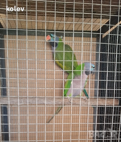 Папагали Китайски Александър/ двойка