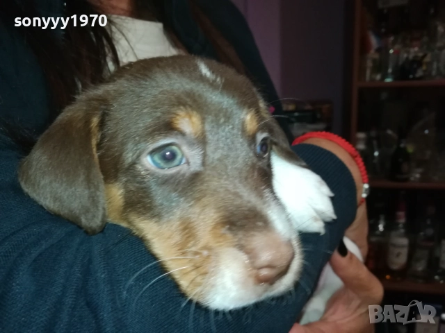 ДЖАК-женско КУТРЕ 2609250834, снимка 8 - Джак ръсел териер - 51842348