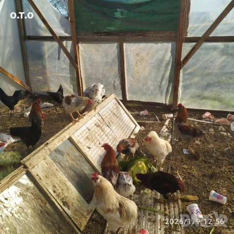 Петли за клане 2.5-3 кг