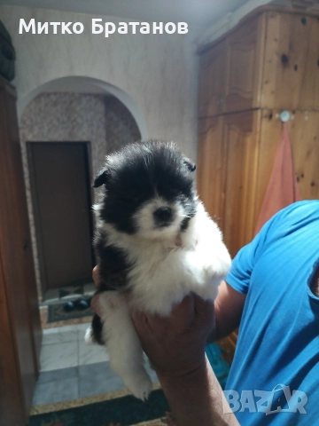 Продавам померани, снимка 3 - Померан - 52792953