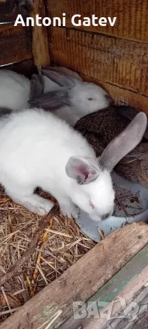 Заек, снимка 5 - Други - 48649439