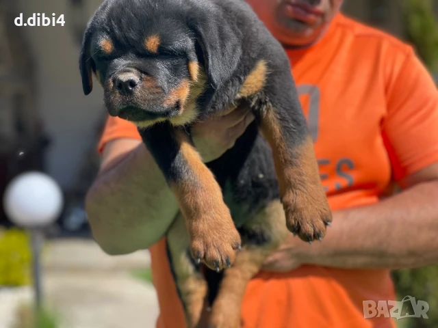 Ротвайлер, снимка 13 - Ротвайлер - 50765987