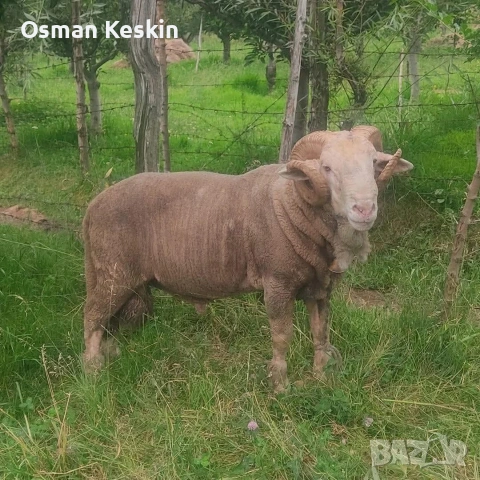 продавам коч 120 /130 кила