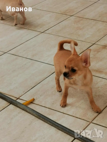 чихуахуа, снимка 5 - Чихуахуа - 49174975