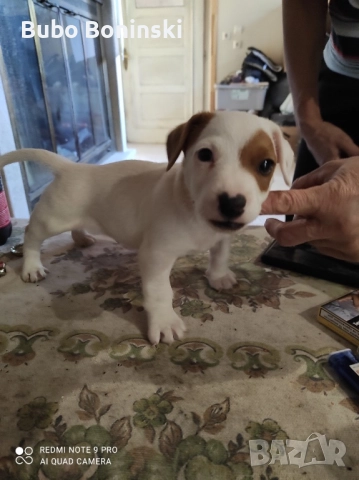 Джак ръсел бебета, снимка 1