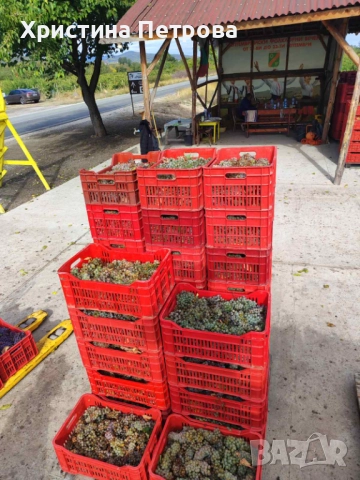 Грозде от производител, снимка 1