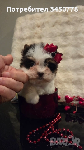 мини момиченце йоркшир биро, снимка 5 - Йоркширски териер - 53513378