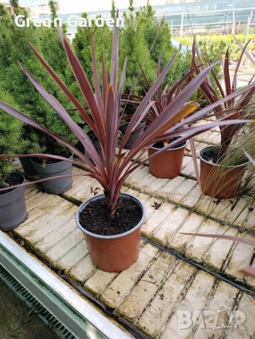 Кордилина / Cordyline “Australis”, снимка 2 - Градински цветя и растения - 52596548