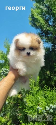 померан мини померан, снимка 3 - Померан - 50964936