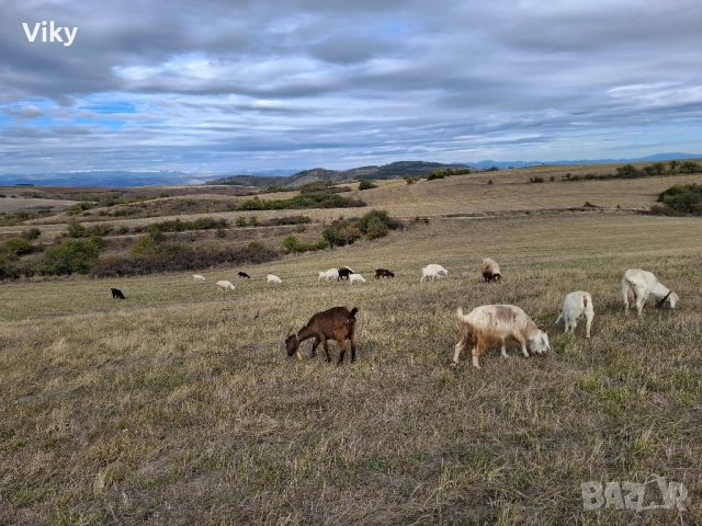 ярета на свободна паша, снимка 7 - Кози - 51962195