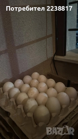 Домашни Прясни Патешки Яйца , снимка 2 - За птици - 52775425
