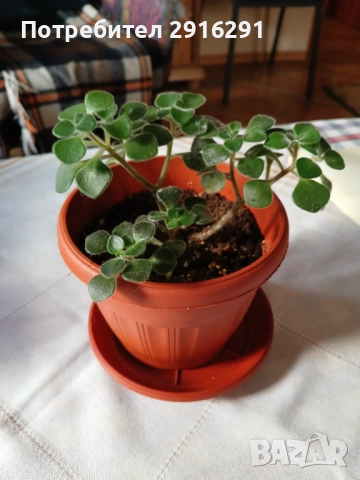 Цвете за дома, нарича се цвете на парите.ите