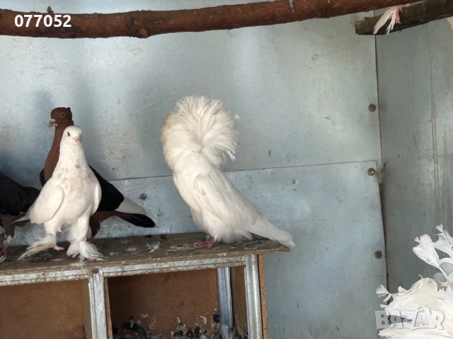 Гълъби Якалии, снимка 2 - Гълъби - 52022393